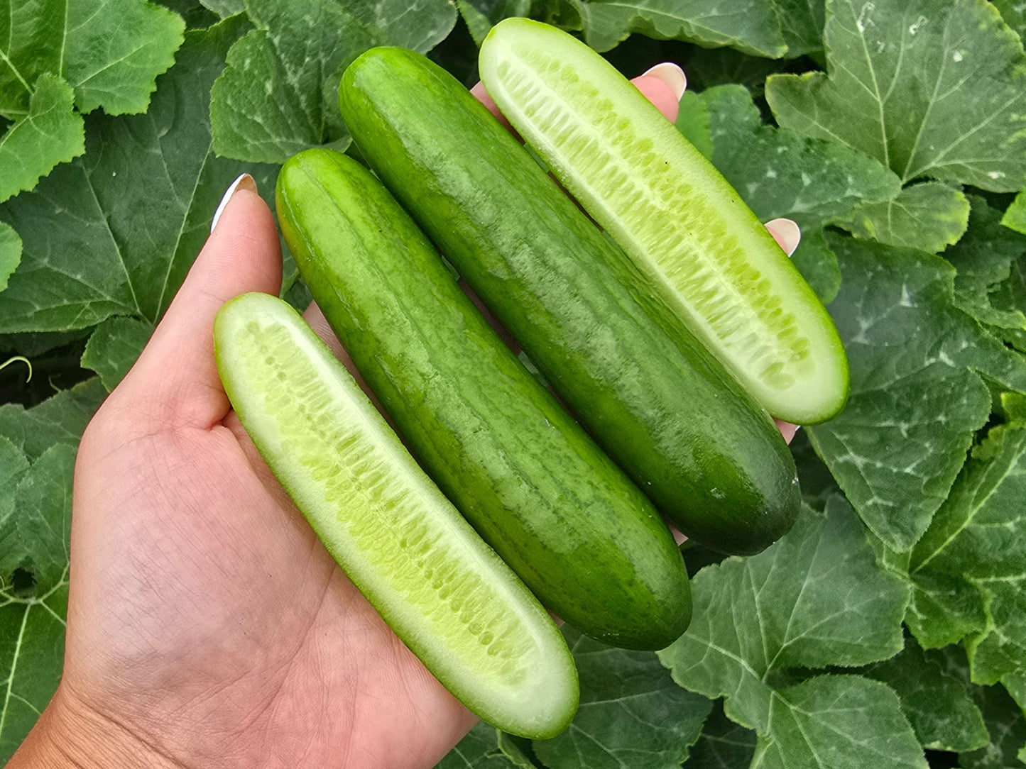 Porch Cuke Hybrid Dwarf & Parthenocarpic Cucumber Seeds