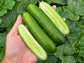 Porch Cuke Hybrid Dwarf & Parthenocarpic Cucumber Seeds