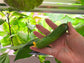 Porch Cuke Hybrid Dwarf & Parthenocarpic Cucumber Seeds
