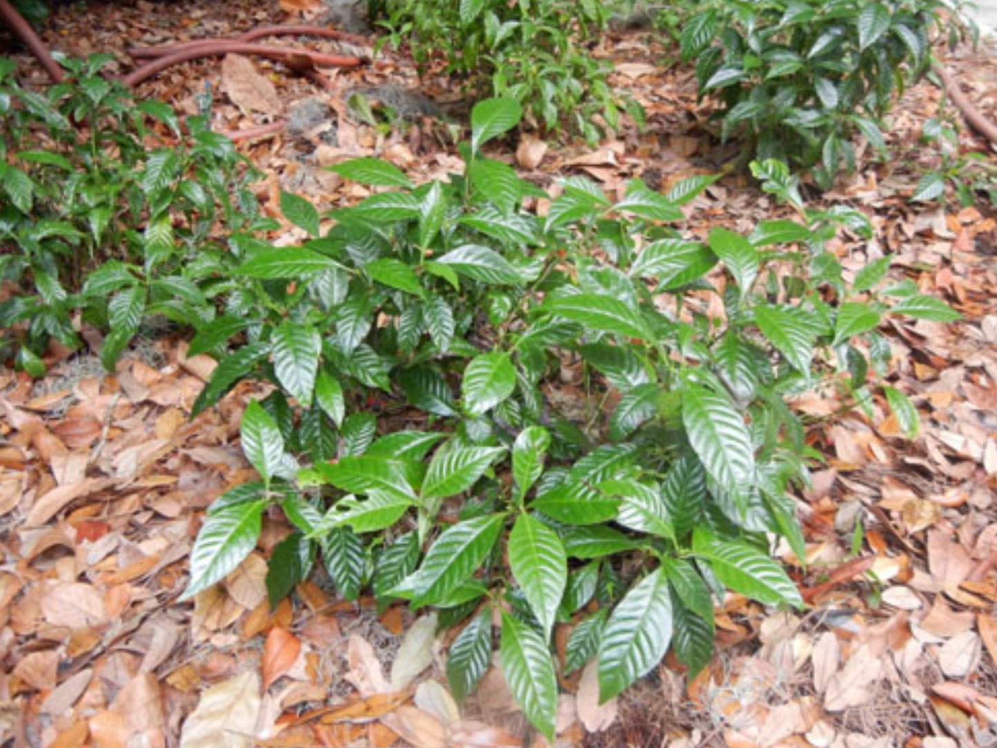 Psychotria nervosa 'Little Psycho" Starter Plant