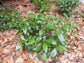 Psychotria nervosa 'Little Psycho" Starter Plant