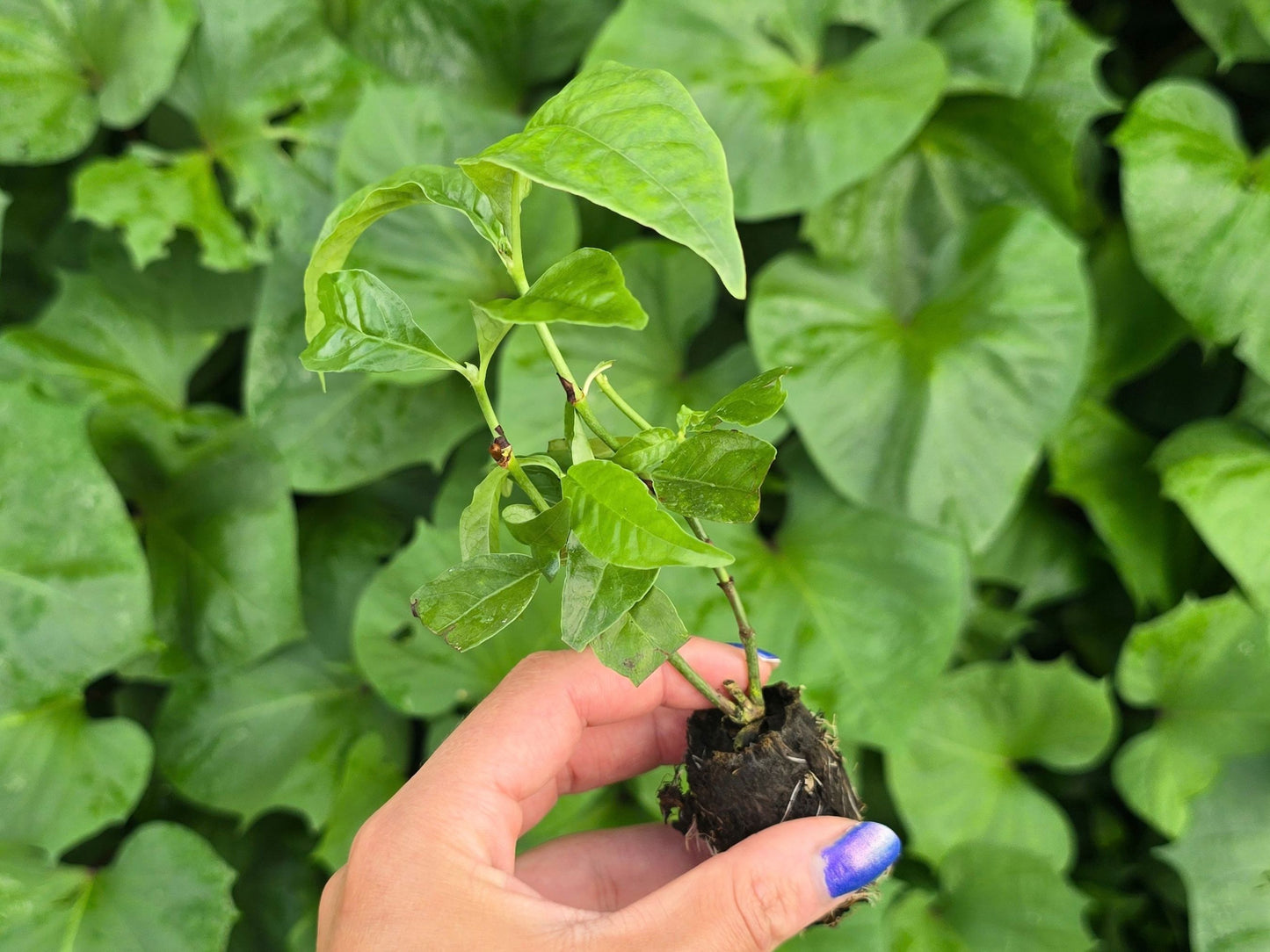 Psychotria nervosa 'Little Psycho" Starter Plant