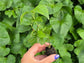 Psychotria nervosa 'Little Psycho" Starter Plant