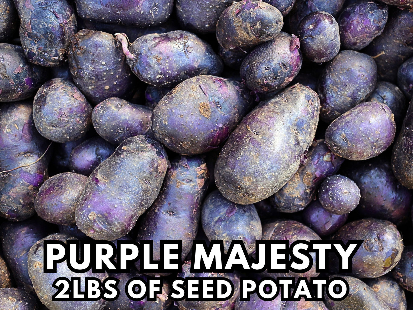 Purple Majesty Seed Potatoes for Planting