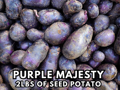 Purple Majesty Seed Potatoes for Planting