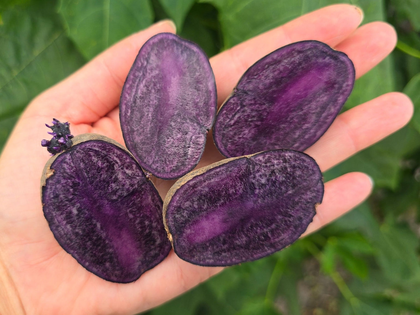 Purple Majesty Seed Potatoes for Planting