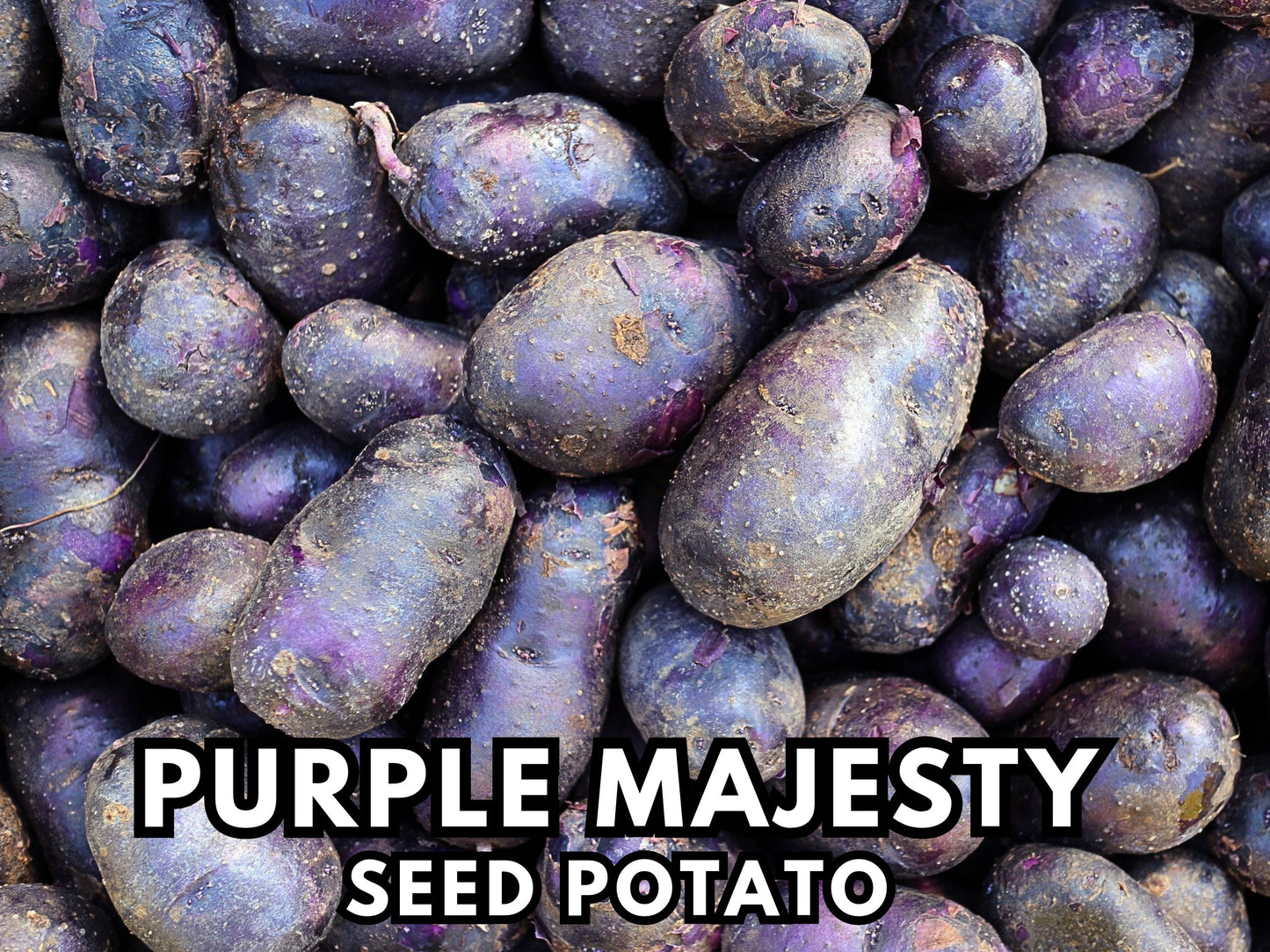 Purple Majesty Seed Potatoes for Planting