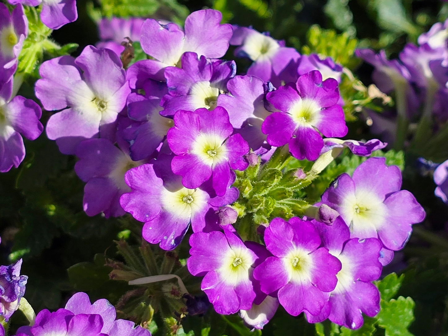 Purple Moss Verbena Flower Seeds