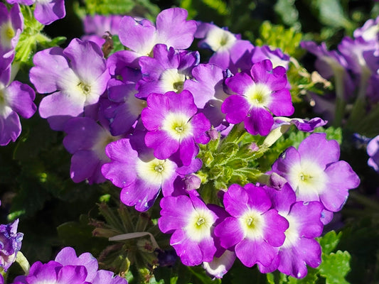 Purple Moss Verbena Flower Seeds