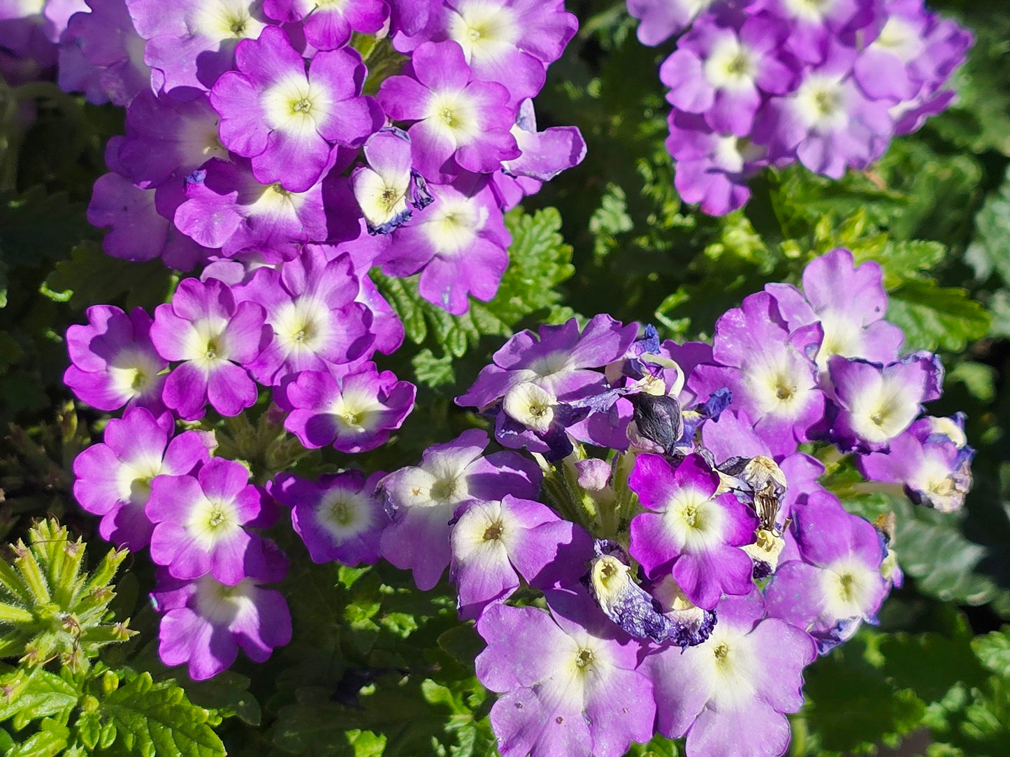 Purple Moss Verbena Flower Seeds