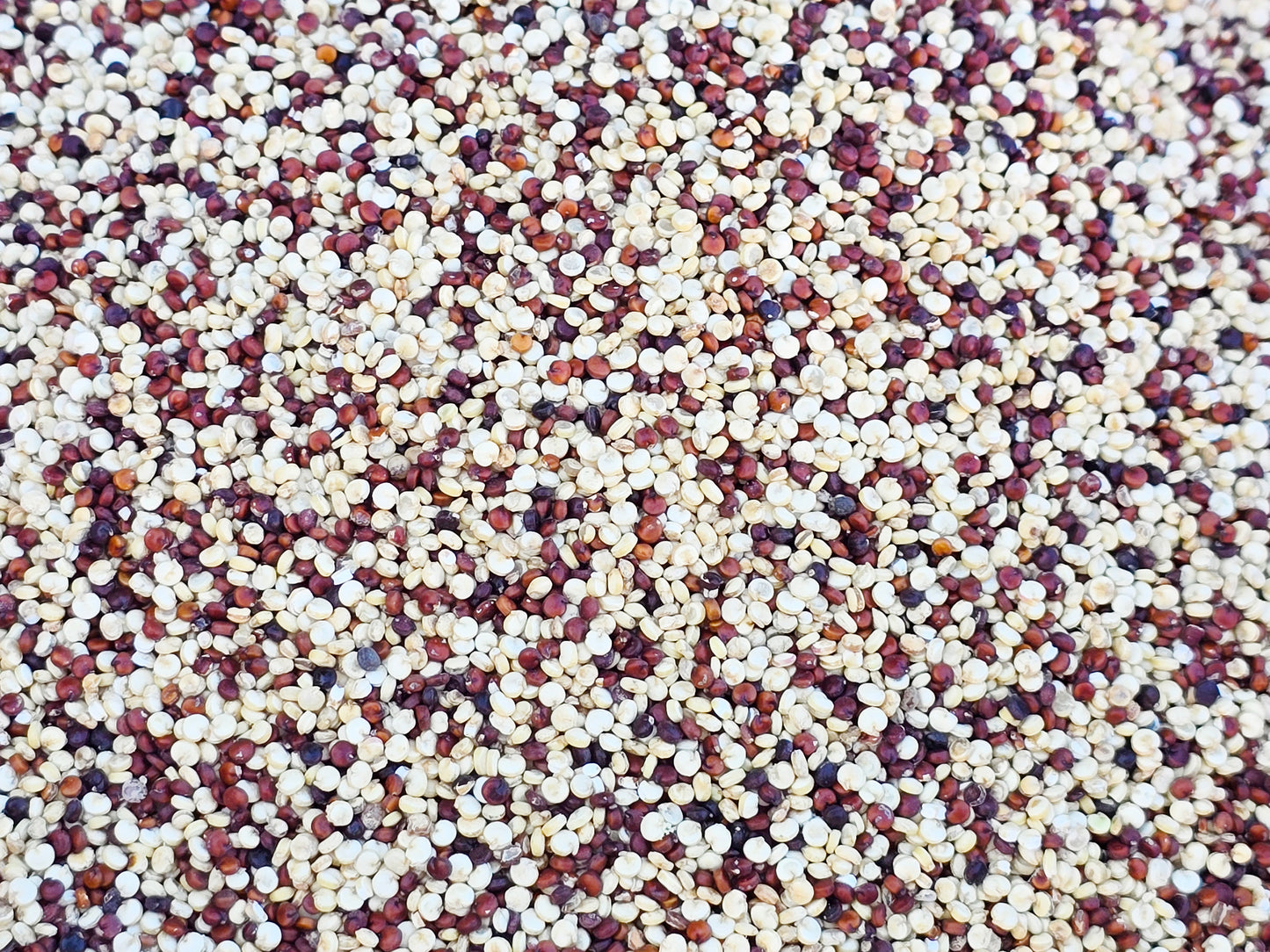 Brilliant Rainbow Quinoa Seeds