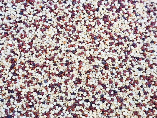Brilliant Rainbow Quinoa Seeds