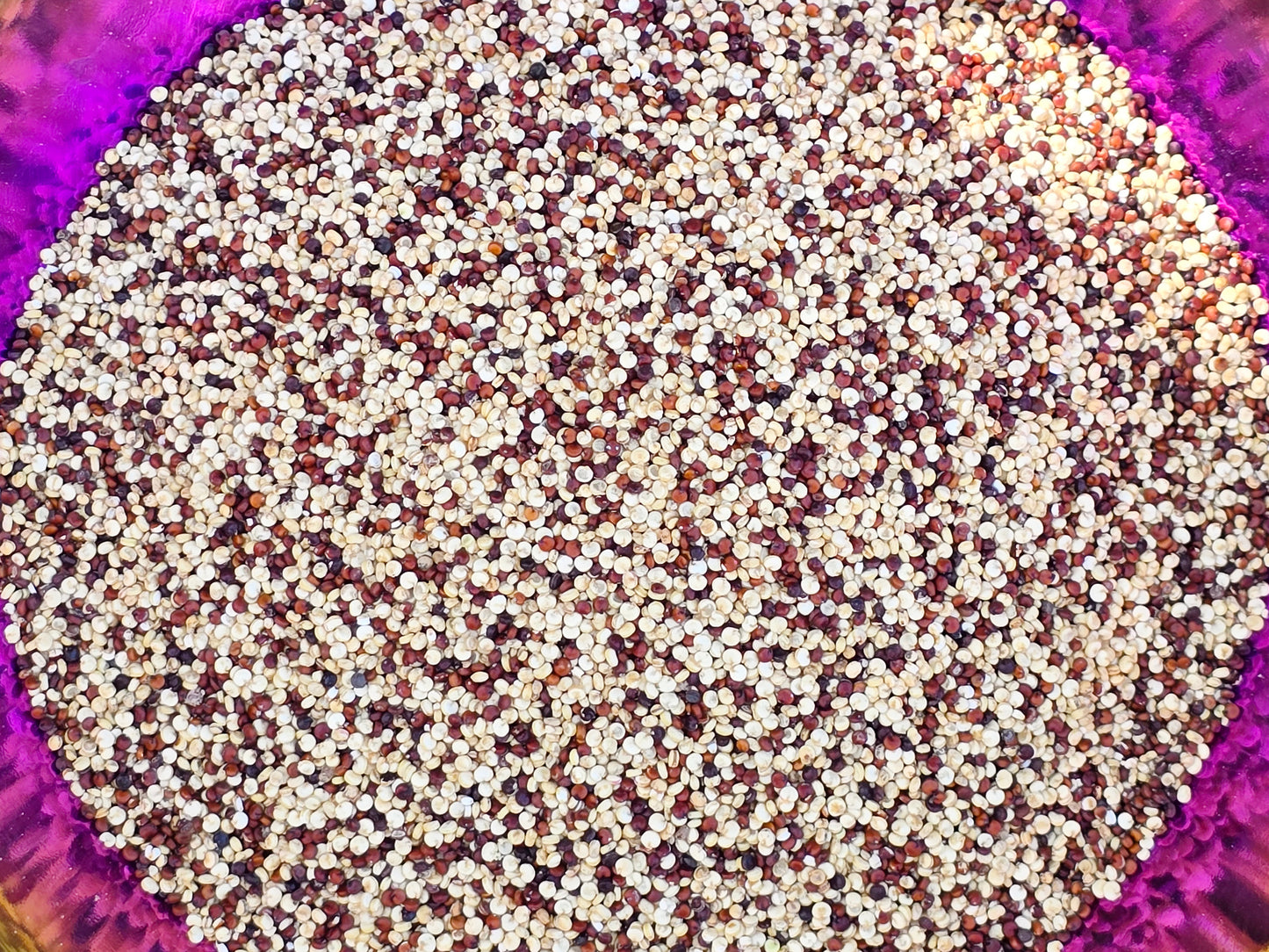 Brilliant Rainbow Quinoa Seeds