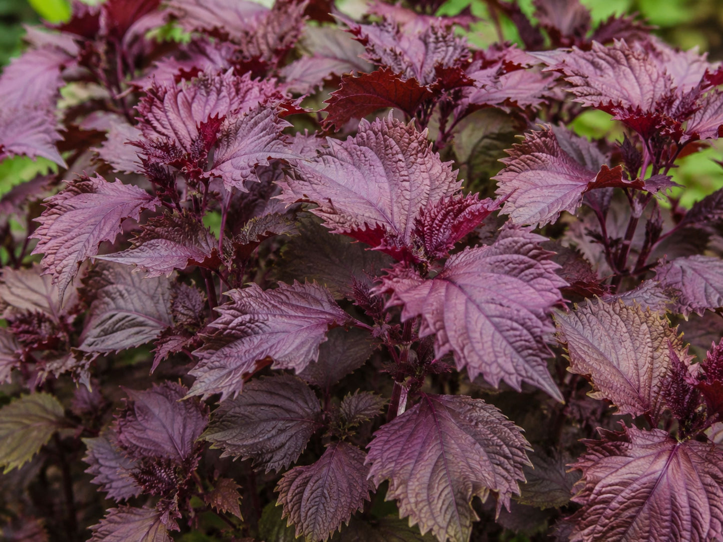 Red Shiso aka Perilla Leafy Green & Herb Seeds