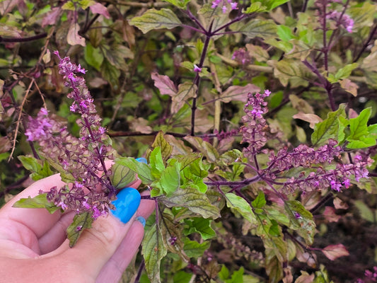Red Leaf Holy Basil aka Krishna Tulsi Seeds