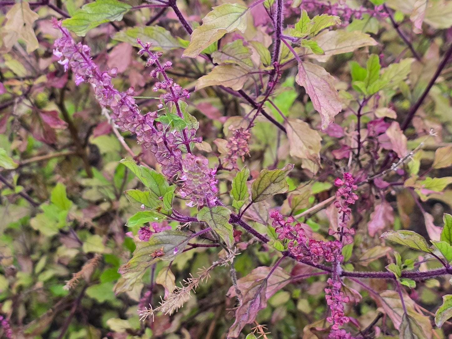 Red Leaf Holy Basil aka Krishna Tulsi Seeds