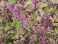 Red Leaf Holy Basil aka Krishna Tulsi Seeds