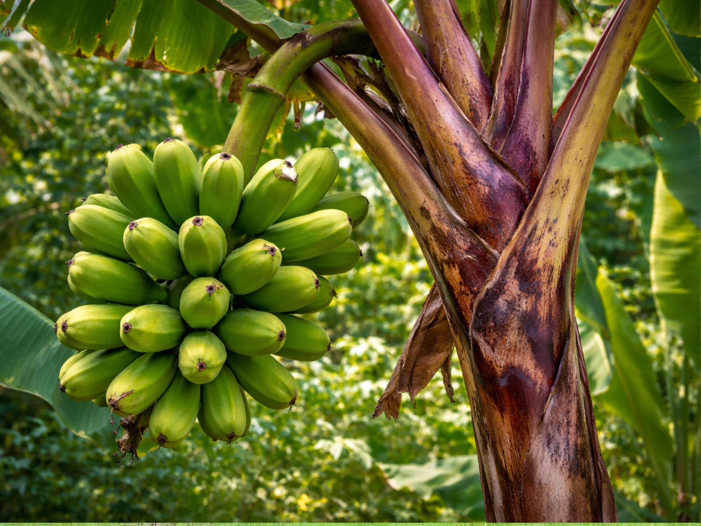 Red Trunk Popoulu Banana LIVE Plant