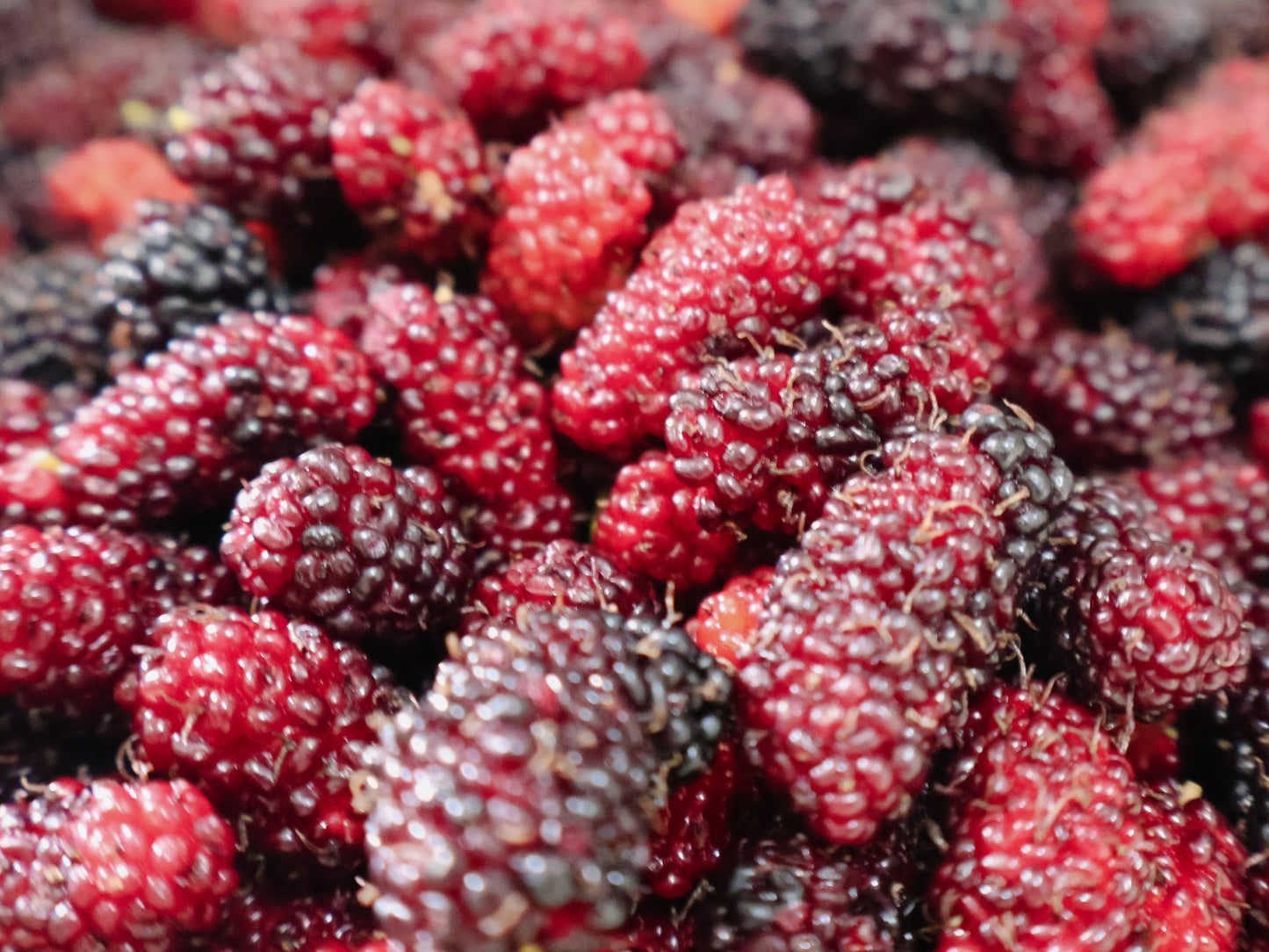 Red Mulberry Fruit Tree LIVE Starter Plant