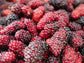 Red Mulberry Fruit Tree LIVE Starter Plant