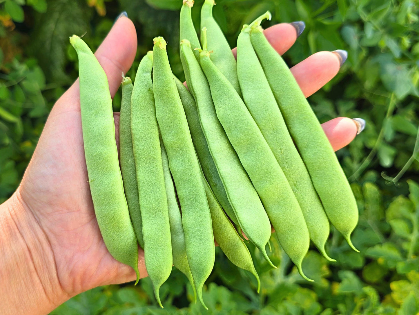 Roma II Green Bush Bean Seeds