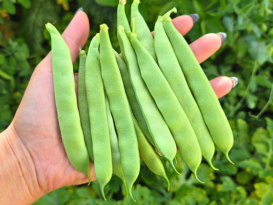 Roma II Green Bush Bean Seeds
