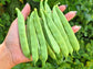 Roma II Green Bush Bean Seeds
