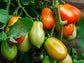 Roma VF Determinate Tomato Seeds