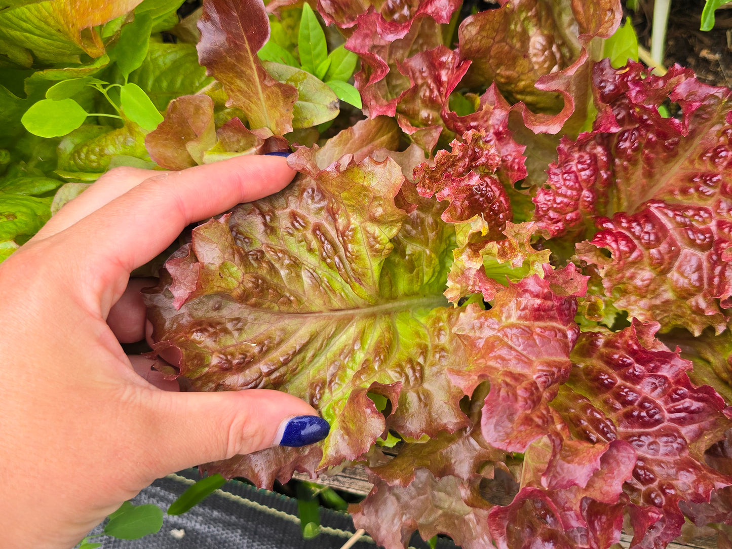 Ruby Red Loose Leaf Lettuce Seeds