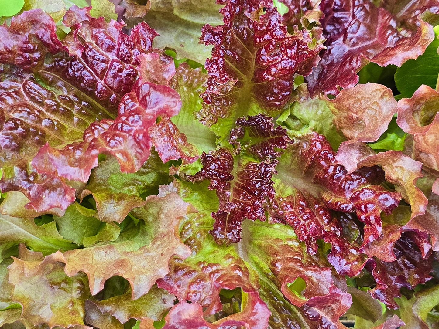 Ruby Red Loose Leaf Lettuce Seeds