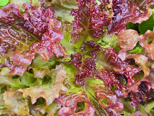 Ruby Red Loose Leaf Lettuce Seeds