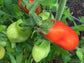 San Marzano Determinate Tomato Seeds