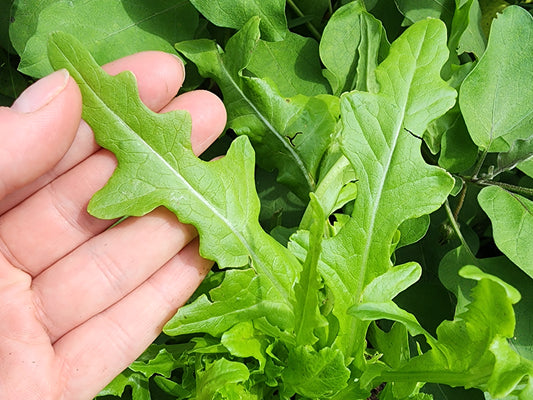 Oak Leaf Lettuce Seeds