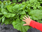 Sensopai Hybrid Cabbage Seeds
