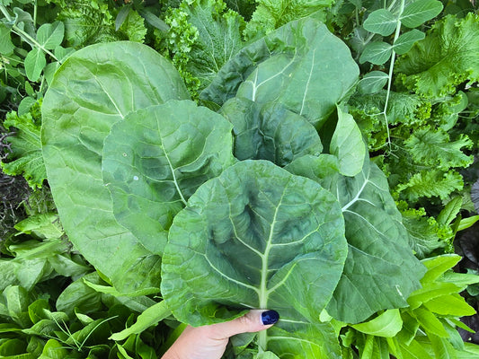 Sensopai Hybrid Cabbage Seeds