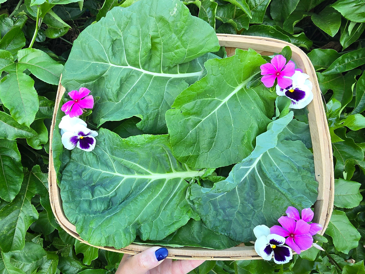 Sensopai Hybrid Cabbage Seeds