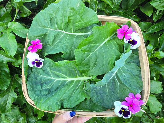 Sensopai Hybrid Cabbage Seeds