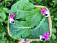 Sensopai Hybrid Cabbage Seeds