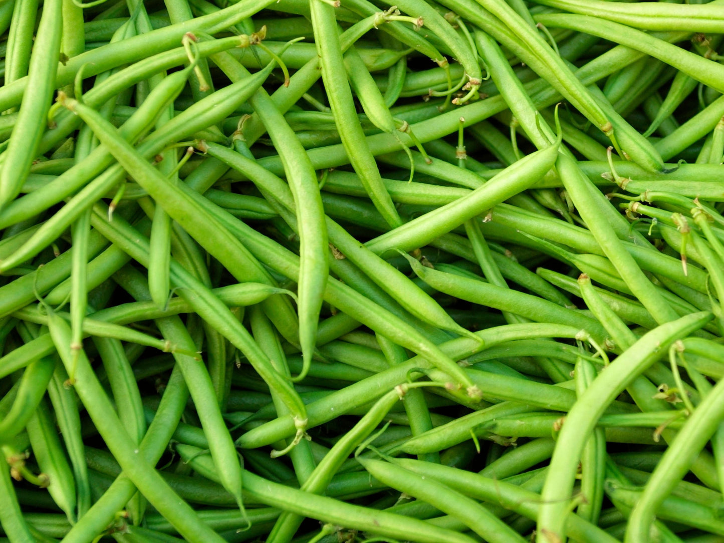 Seychelles Pole Green Bean Seeds