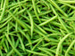 Seychelles Pole Green Bean Seeds