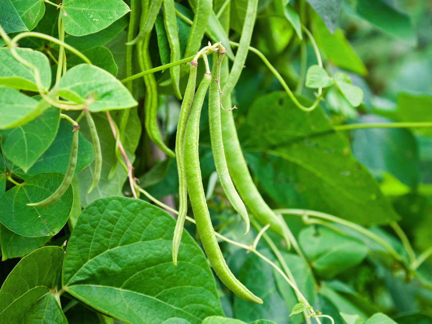 Seychelles Pole Green Bean Seeds