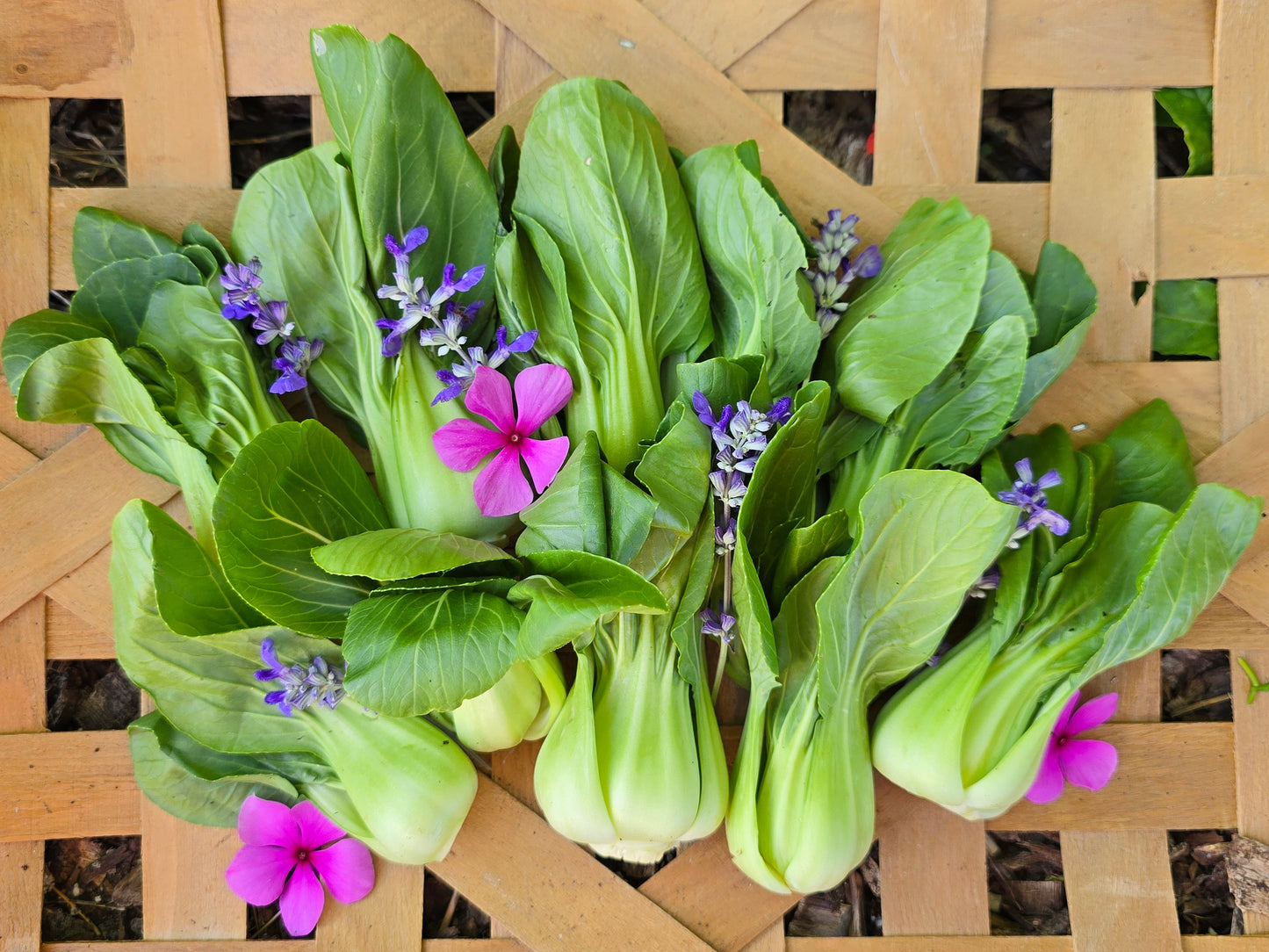 plant bok choy seeds Shanghai Green Bok Choy Seeds – Tender & Productive – Jerra's Garden
