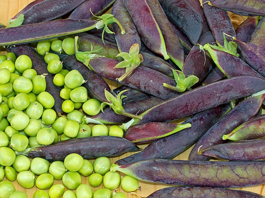 Shiraz Purple Sweet Green Pea Seeds