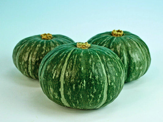 Shokichi Green Mini Kabocha Hybrid Seeds