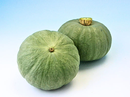 Shokichi Shiro (White) Mini Kabocha Hybrid Seeds
