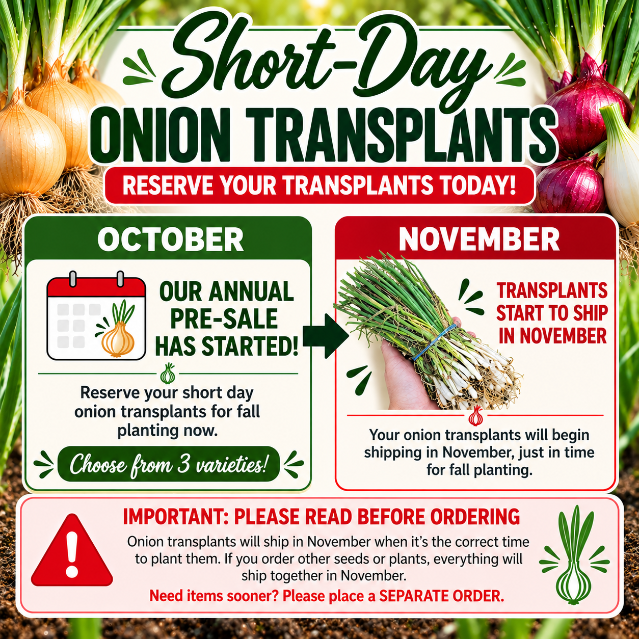 Short Day Sweet Onion LIVE PLANTS Bundles