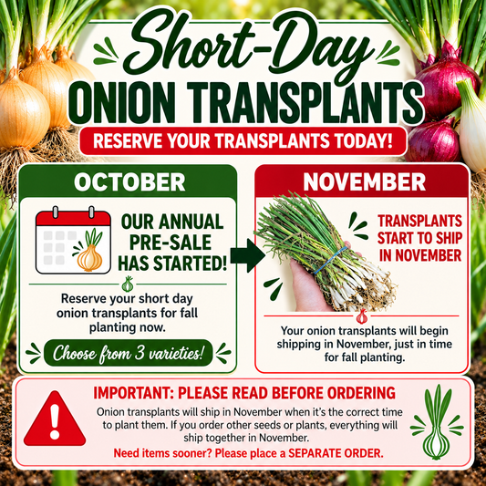 Short Day Sweet Onion LIVE PLANTS Bundles