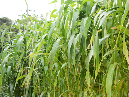 Sorghum Sudangrass Cover Crop Seeds