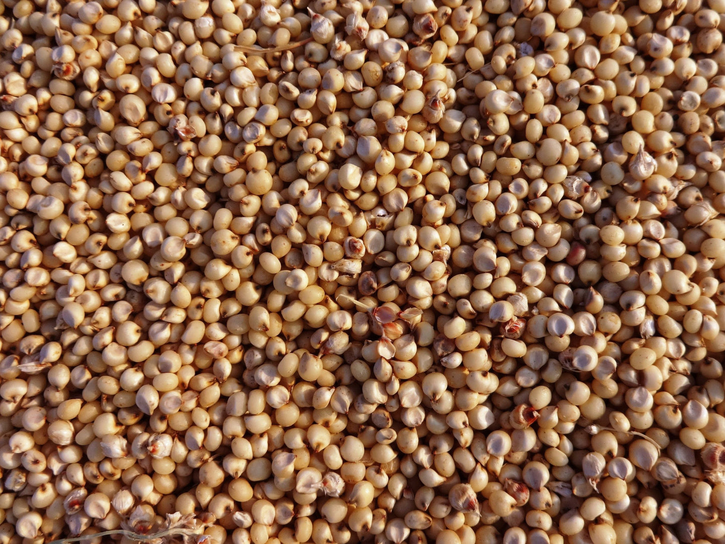Sorghum Sudangrass Cover Crop Seeds