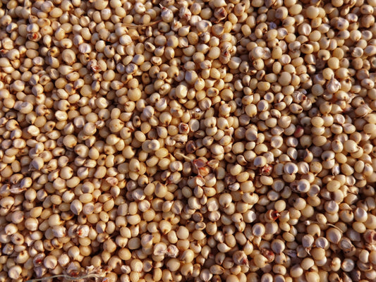 Sorghum Sudangrass Cover Crop Seeds